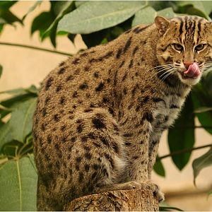 Gondwana - Fishing-Cat