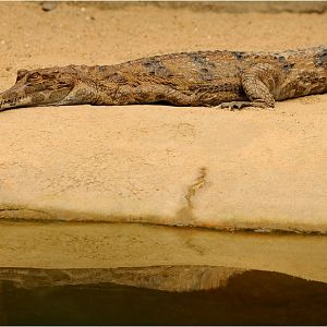 Gondwana - False gharial