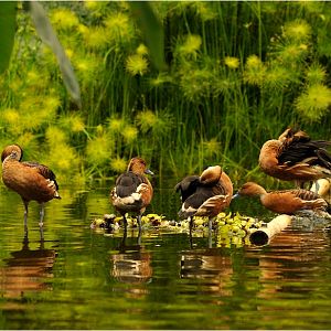Gondwana - Fulvous whistling ducks
