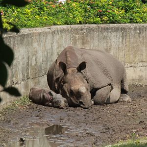 Betty with 2 day old calf