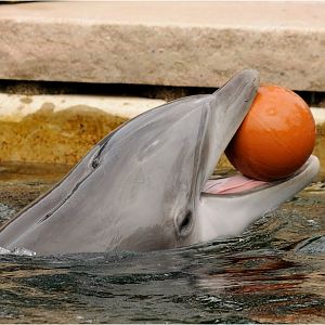 Dolphin at Nürnberg