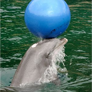 Dolphin at Nürnberg