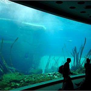 Dolphinlagoon underwater at Nürnberg