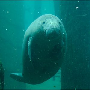 Manatee at Nürnberg