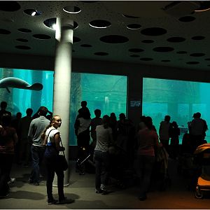 Manatee-underwater-view at Nürnberg