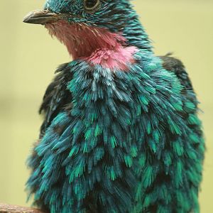 Spangled Cotinga