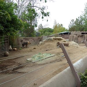 Sichuan Takin Exhibit