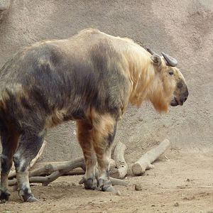 Sichuan Takin