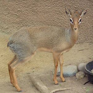 Cavendish's Dik-Dik