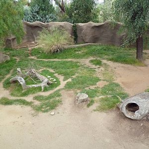 Southern Steenbok/Red-Flanked Duiker Exhibit