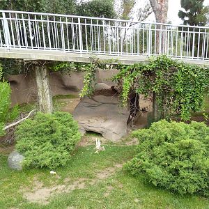 Southern Steenbok/Red-Flanked Duiker Exhibit