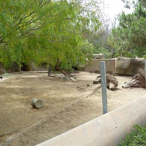 Chacoan Peccary Exhibit