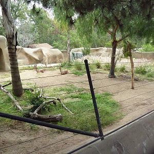 Cavendish's Dik-Dik/Southern Gerenuk Exhibit