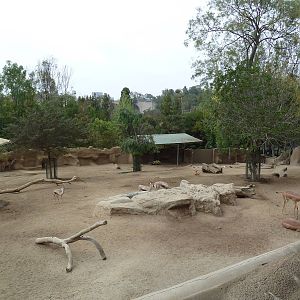 Southern Gerenuk/Lesser Kudu/Speke's Gazelle Exhibit