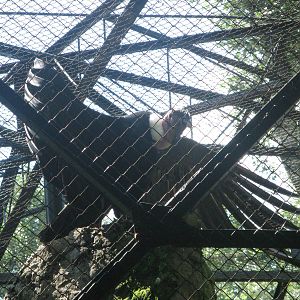 Dark Angel - Andean Condor