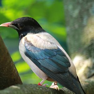 Rose-coloured Starling