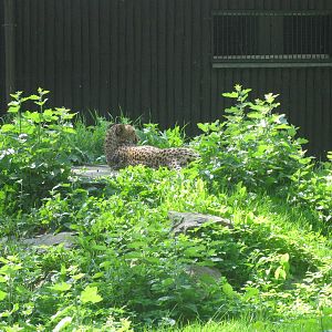 Cheetah's siesta