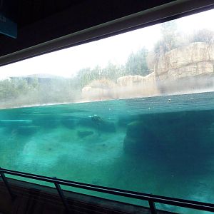 Polar Bear Exhibit