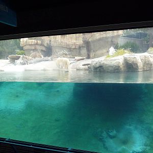 Polar Bear Exhibit