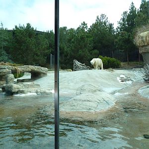 Polar Bear Exhibit