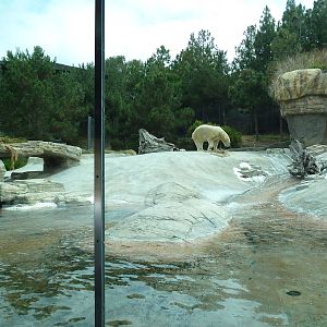Polar Bear Exhibit
