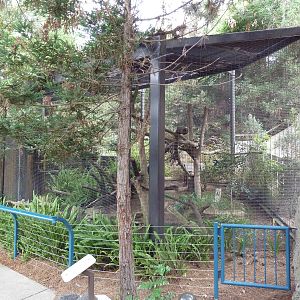 Raccoon Exhibit