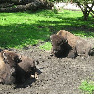 Lazy Bisons