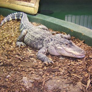 American Alligator