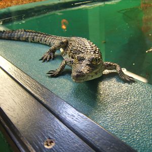 Young South African Nile Crocodile