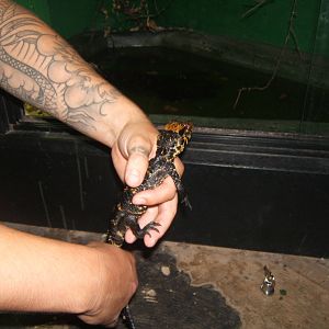 Young West African Dwarf Crocodile