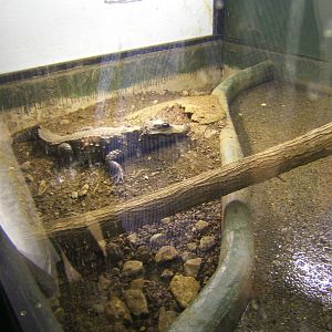 Female West African Dwarf Crocodile on nest