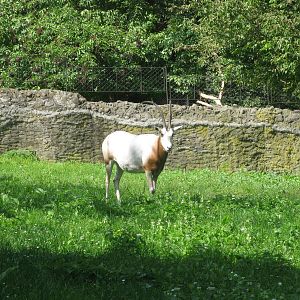 Scimitar Oryx