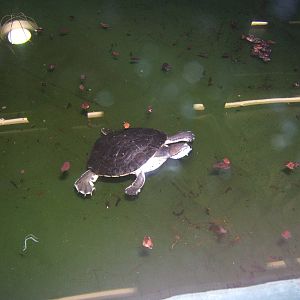 Argentine Side-necked Turtle
