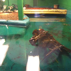 Young South African Nile Crocodiles
