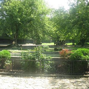 Zebra's outdoor exhibit