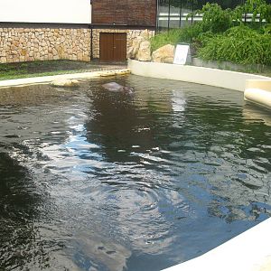 Hippo's swimming pool