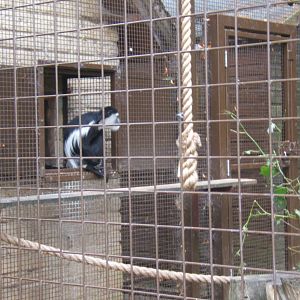 Black and White Colobus