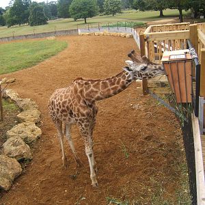 View off ramp up to Giraffe House