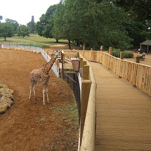 View off ramp up to Giraffe House