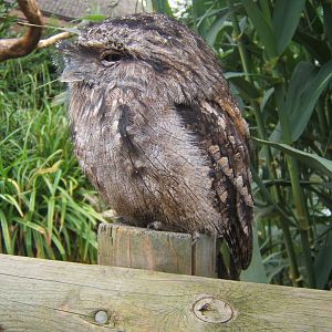 Twany Frogmouth