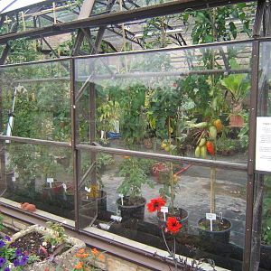 Part of the Tomato Plant collection