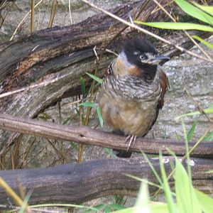 Spotted Laughing Thrush