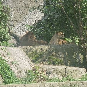 Lion's randez-vous