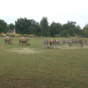 Chapman's Zebra and White Rhino