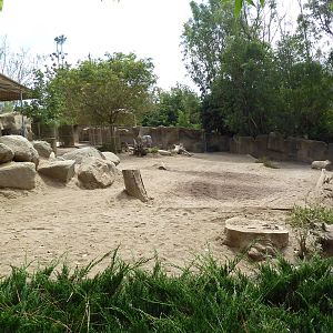 Grevy's Zebra Exhibit