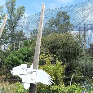Birds Of Prey - Steller's Sea Eagle Aviary