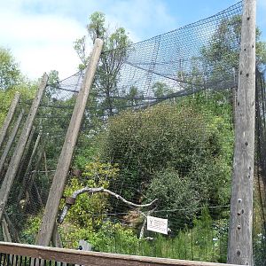 Birds Of Prey - Ornate Hawk-Eagle Aviary