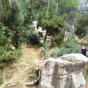 Birds Of Prey - Andean Condor Aviary