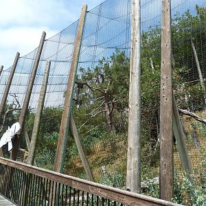 Birds Of Prey - Harpy Eagle Aviary