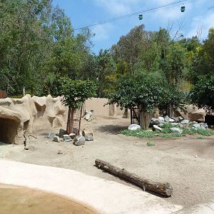 Red River Hog Exhibit
